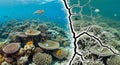 Split Image of Healthy Coral Reef vs. Bleached Coral Reef Royalty Free Stock Photo
