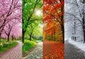 A split-image showcases four seasons in Royalty Free Stock Photo