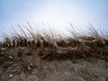 Tall Grass Atop An Eroded Dune In The Winter Royalty Free Stock Photo