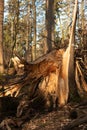 Split large tree trunk in the forest after heavy storm. Day time, sunlight, close up, no people Royalty Free Stock Photo