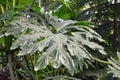 Split leaf of a giant exotic Philodendron Bipinnatifidum plant