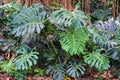 Split-leaf philodendron a.k.a. Swiss cheese plant Monstera deliciosa - Florida, USA