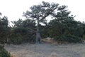Split old pine on dry soil without grass Royalty Free Stock Photo