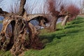 Split and pollarded willow trees