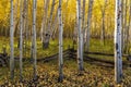 Split Rail & Aspen Pillars