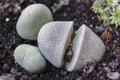 Split Rock Pleiospilos nelii plant Royalty Free Stock Photo