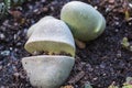 Split Rock Pleiospilos nelii plant Royalty Free Stock Photo