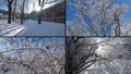 Split screen of snow covered trees in a winter city park.