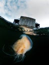 Split shot of Lion`s Mane Jellyfish in the dark cold water of the Clyde estuary in Scotland.