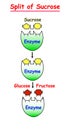 Split of Sucrose with Enzyme to Glucose and Fructose info graphic.