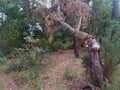 Split tree trunk in the middle of the forest