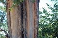 SPLIT TREE TRUNK PARTIALLY STRIPPED OF BARK Royalty Free Stock Photo