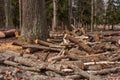 Split tree trunks, lying in the forest. Woodworking industry. Trunks of trees fell to the ground around the tree. Royalty Free Stock Photo