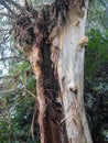 Split trunk of a large tree. Splintered wood. Powerful trunk. A huge living ugly tree