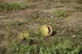 Split in two an old rotten watermelon. Rotten watermelons. Remains of the harvest of melons. Rotting vegetables on the field. Royalty Free Stock Photo