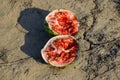 Split in two an old rotten watermelon. Rotten . Remains of the harvest of melons. Rotting vegetables on the field Royalty Free Stock Photo