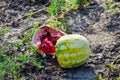 Split in two an old rotten watermelon. Rotten . Remains of the harvest of melons. Rotting vegetables on the field Royalty Free Stock Photo