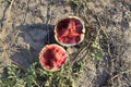 Split in two an old rotten watermelon. Rotten watermelons. Remains of the harvest of melons. Rotting vegetables on the field. Royalty Free Stock Photo