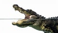 Split View of a Crocodile with Open Jaws Royalty Free Stock Photo