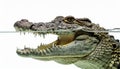 Split View of a Crocodile with Open Jaws Royalty Free Stock Photo