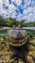 Split view of a crocodile in water