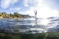 Split View With Gull Royalty Free Stock Photo