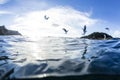 Split View With Gull Royalty Free Stock Photo