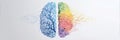 Split View Illustration of Creative and Logical Brain Hemispheres Showcasing Artistic Vibrancy Against a Clean Royalty Free Stock Photo