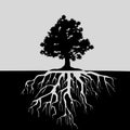 Split view of oak tree and its roots. Black and white illustration