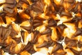 Pine cone kernels background