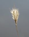 Splitbeard bluestem, Native grass prairie, Oklahoma, Royalty Free Stock Photo