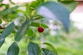 Splitted ripped cherry fruit on the tree