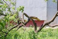 Splitted trunk of broken old apricot tree against the wall