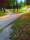 Dividing the road in the park in the sunset light, evening landscape