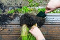 Splitting herb roots