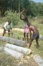 Splitting palmyra logs