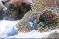 Splitting ricordea yuma in reef aquarium Royalty Free Stock Photo