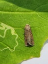 spodoptera exigua -Beet armyworm moth