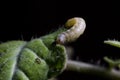 Spodoptera exigua caterpillar on a tomato leaf