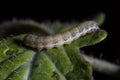 Spodoptera exigua caterpillar on a tomato leaf