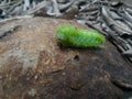 Leaf scorpion Spodoptera litura Fb.