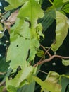 Spodoptera litura injured on young yellow apricot leave.