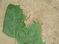 Spodoptera litura pest attacks soybean plant leaves