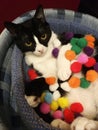 Spoiled black and white cat with colorful toys