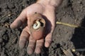 A spoiled, damaged by a cocockchafer larvae, or a white grub potato. The cockchafer, colloquially called Maybug, or doodlebug Royalty Free Stock Photo