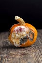 spoiled and dangerous for health rotting orange pumpkin Royalty Free Stock Photo