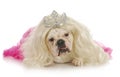 Spoiled dog Royalty Free Stock Photo