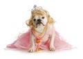 Spoiled dog Royalty Free Stock Photo