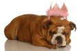 Spoiled dog Royalty Free Stock Photo