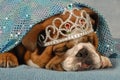 Spoiled dog Royalty Free Stock Photo